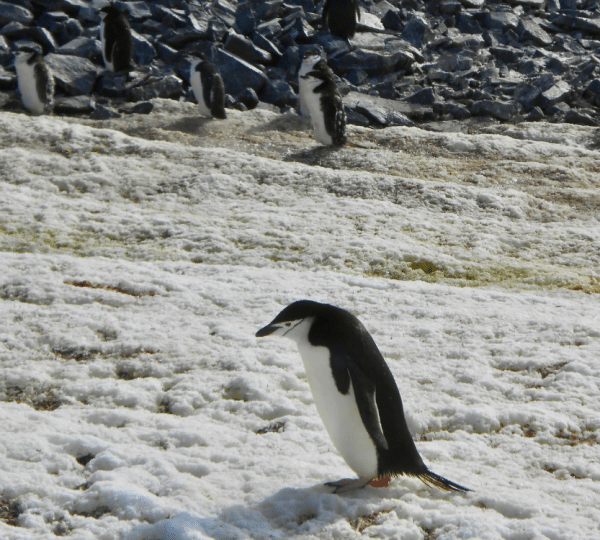 Chinstrap Penguin