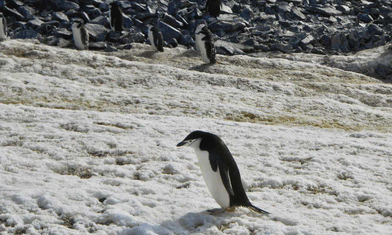 Chinstrap Penguin