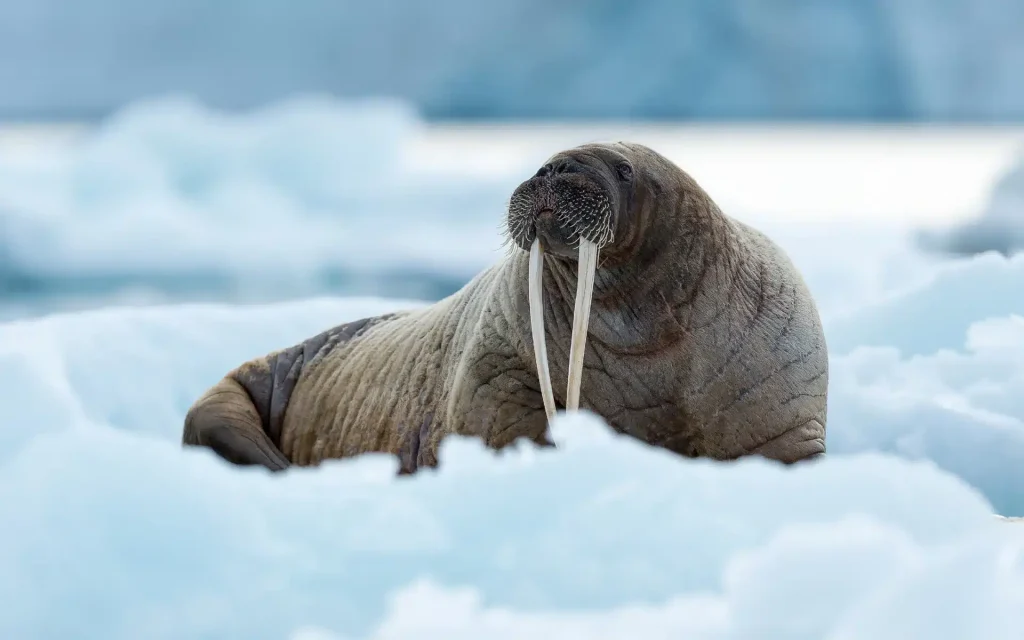 Walrus swan