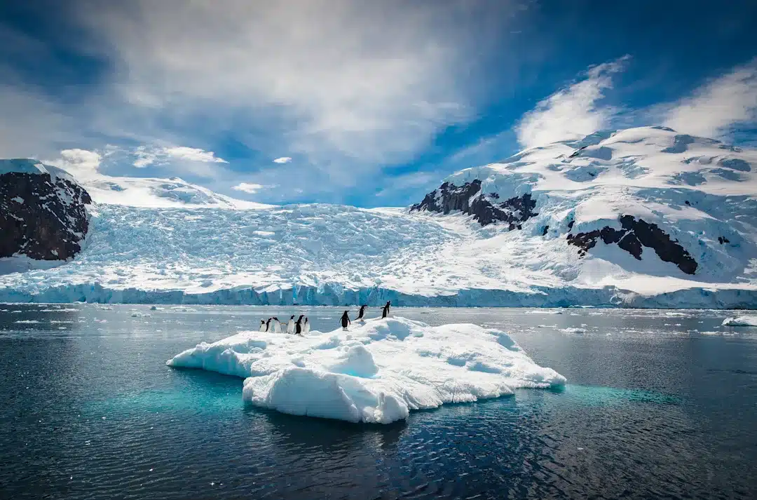 Wildlife-Antarctica-HGR-153303-_Photo_Getty_Images