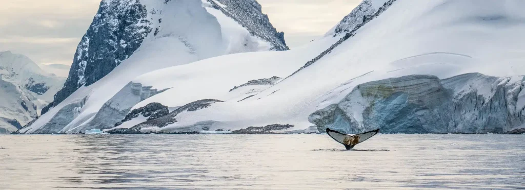 Humpback whale tail raised above calm water beside snow-covered mountains and glacier.
