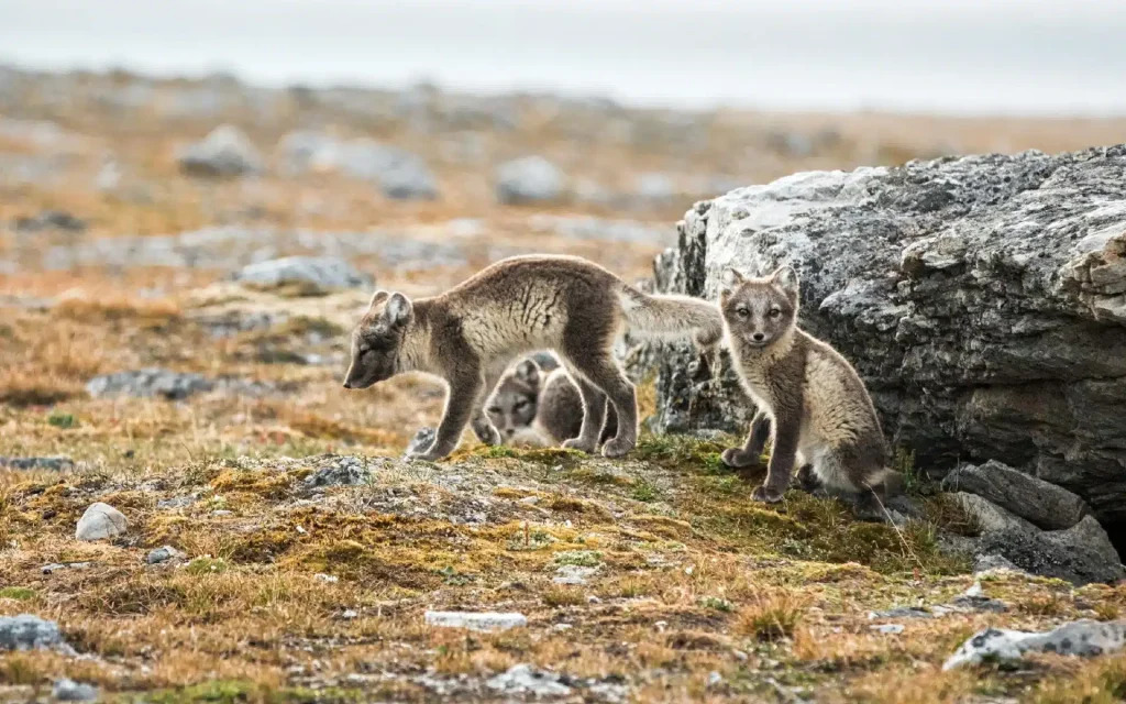 Two arctic foxes on rocky tundra beside a large boulder.