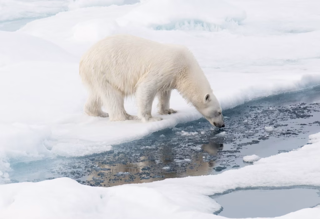 Polar Bear on Pack Ice Spitsbergen