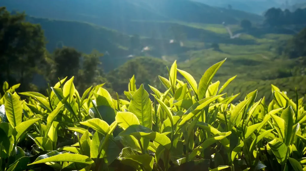Close-up of bright green tea leaves with a distant terraced hillside plantation in the background.