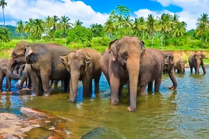 sri-lanka-elephants-bathing