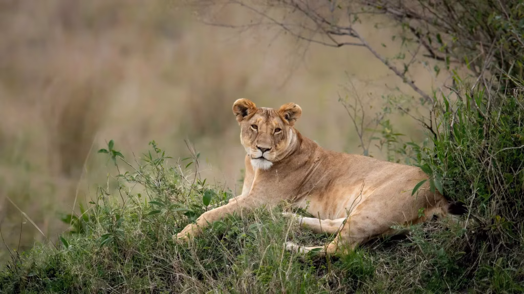 Ultimate African Safari with Cox & Kings