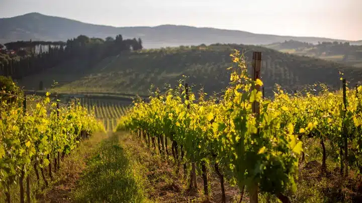 PROSECCO COUNTRY ITALY