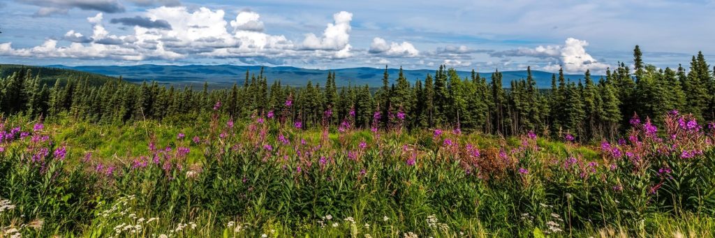 Field of tall purple wildflowers in the foreground, with a dense evergreen forest and distant blue mountains under a cloudy sky.
