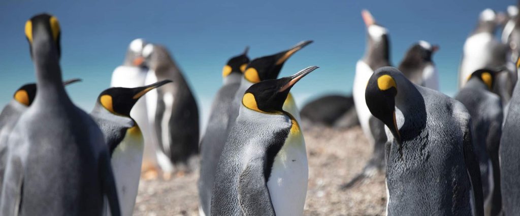 Group of king penguins standing on a rocky beach under a clear blue sky. urchin?