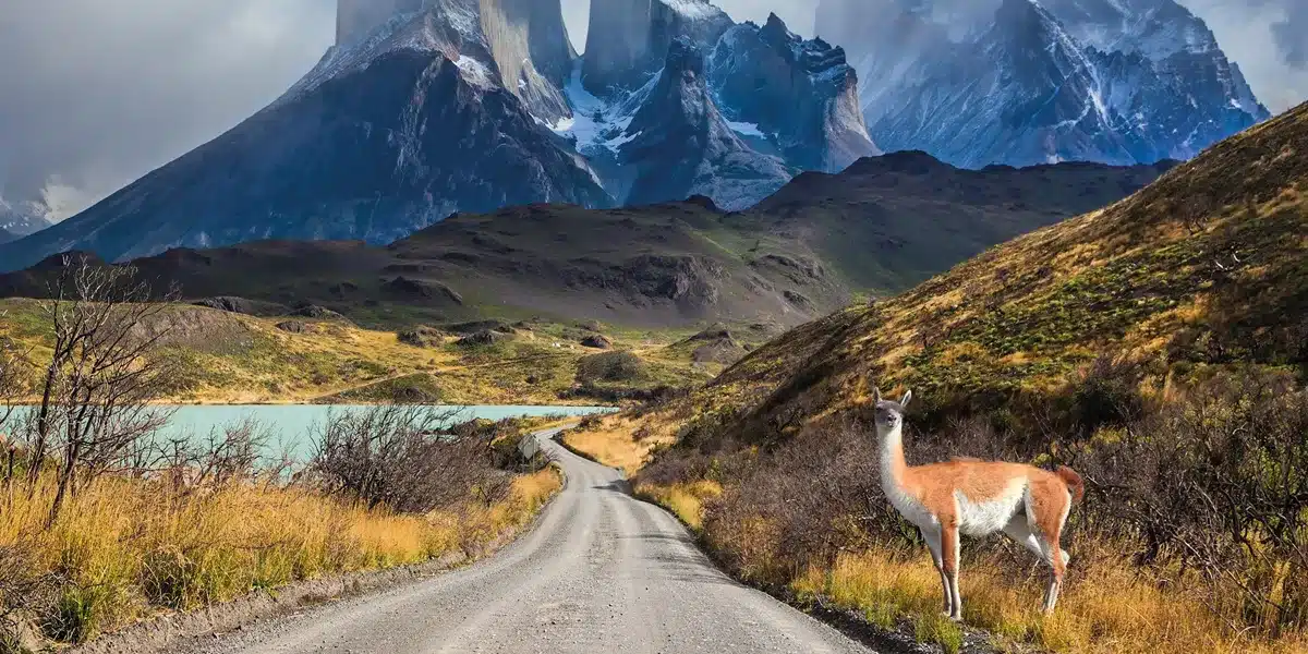 Road winding through a valley toward towering, snow-capped mountains with a turquoise lake on the left and a brown-and-white llama standing on the right in grasses and shrubs on a patagonia tour.