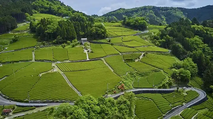 tea fields nagoya