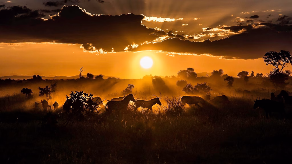 South Africa Tourism Epic Wildlife 3 16x9