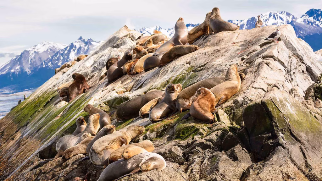 Colony of sea lions basking on a rocky island with snow-capped mountains behind.