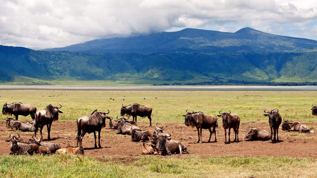 Herd of wildebeest grazing and resting on a grassy savannah with distant mountains and a cloudy sky in the background.