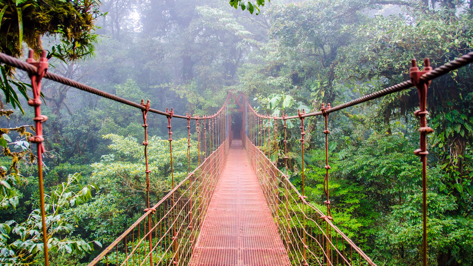 Suspension bridge in a dense green jungle, red railings and misty atmosphere ahead