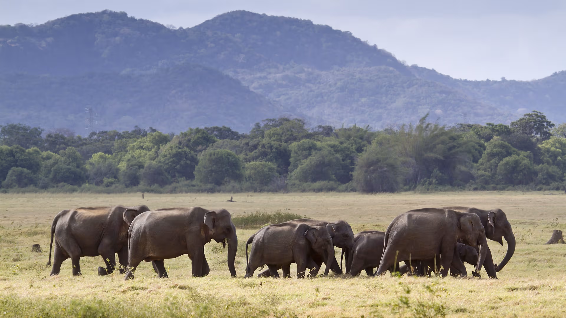 Herd of elephants walking across a grassy savannah with forest and blue hills in the distance.