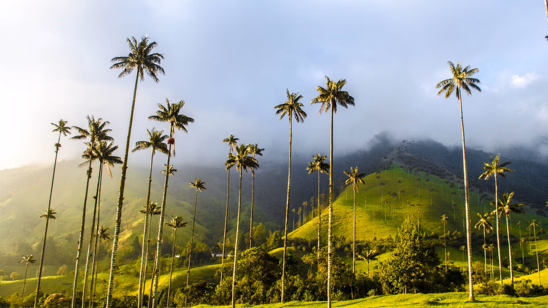 Tall, slender palm trees line rolling green hills with misty mountains in the background, under a blue sky.