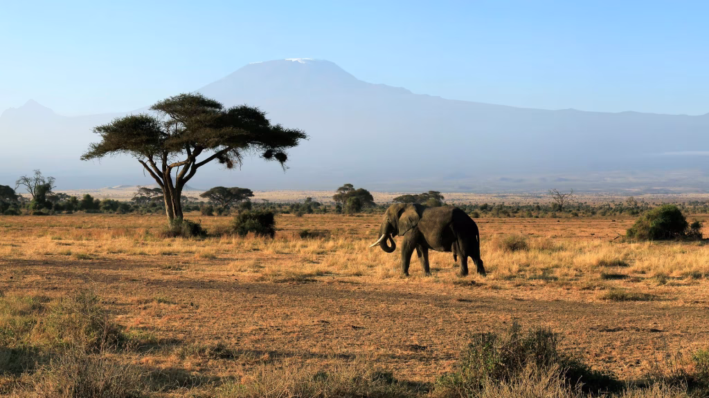 Elephant standing on dry savanna with an umbrella-shaped acacia tree and hazy mountains in the distance.