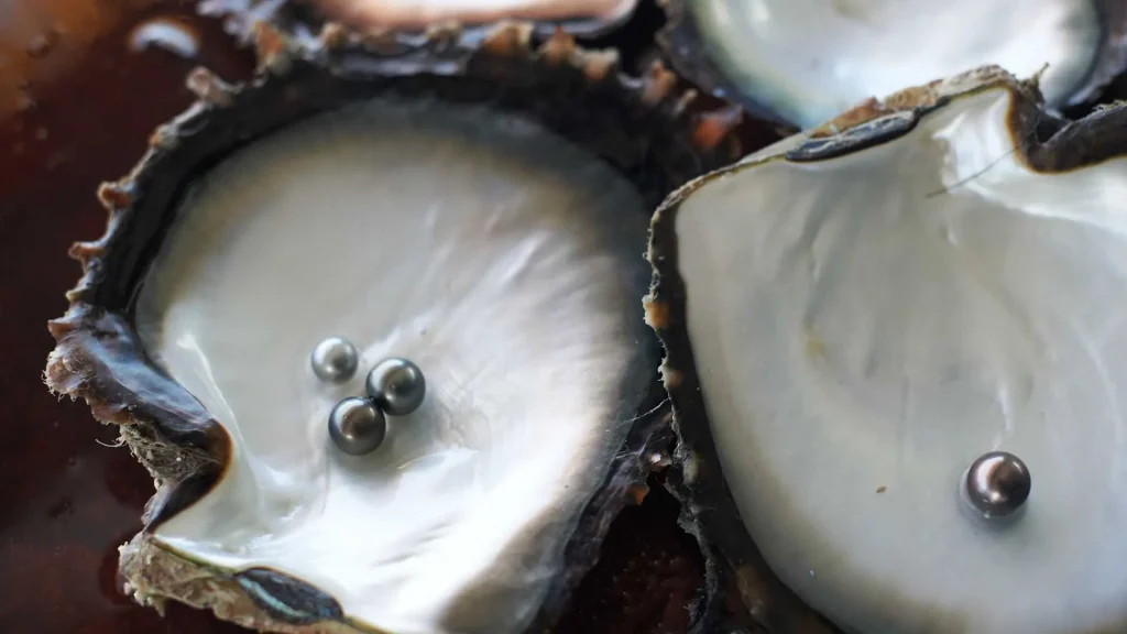 Close-up of opened oyster shells with small gray pearls resting on the soft inner flesh.