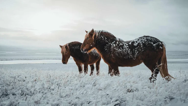 Two brown horses standing in a snow-covered field with pale sky and a wintry landscape in the background.
