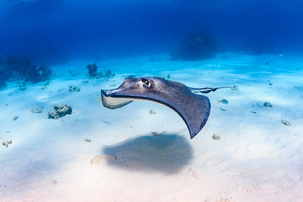 Manta ray gliding over a sandy ocean floor with blue water and a few small fish nearby.