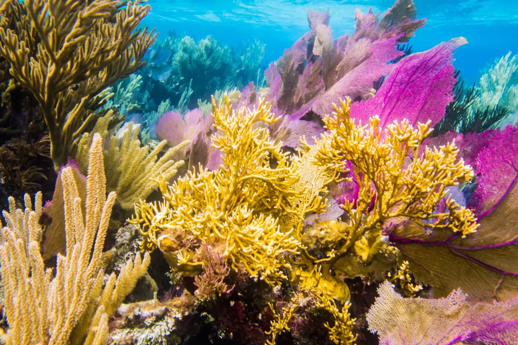 Vibrant underwater coral reef with yellow, pink, and purple soft corals and clear blue water above.