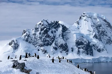 Colony of penguins on a snowy shore with a calm icy bay and snow‑covered mountains rising in the background.
