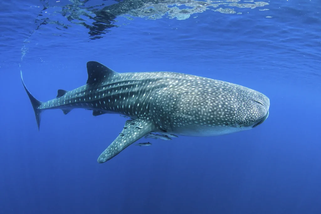 Whale shark swimming in clear blue ocean water, its white spots visible under the surface.