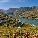 Terraced vineyards on rolling hills beside a calm river under a blue sky, in a valley landscape.