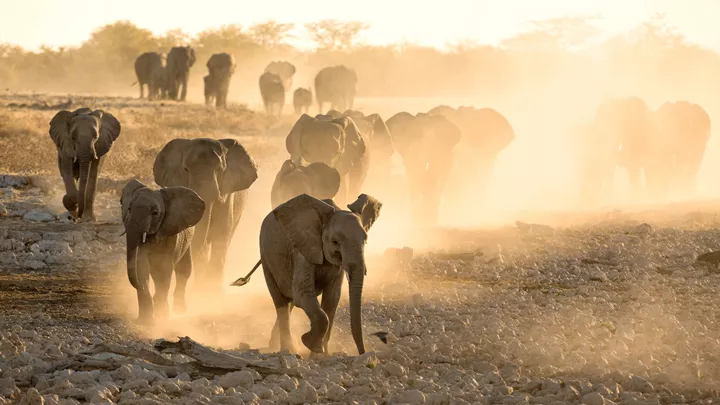 Herd of elephants walking across a dusty, sunlit savanna in Africa, trunks swinging as they move.