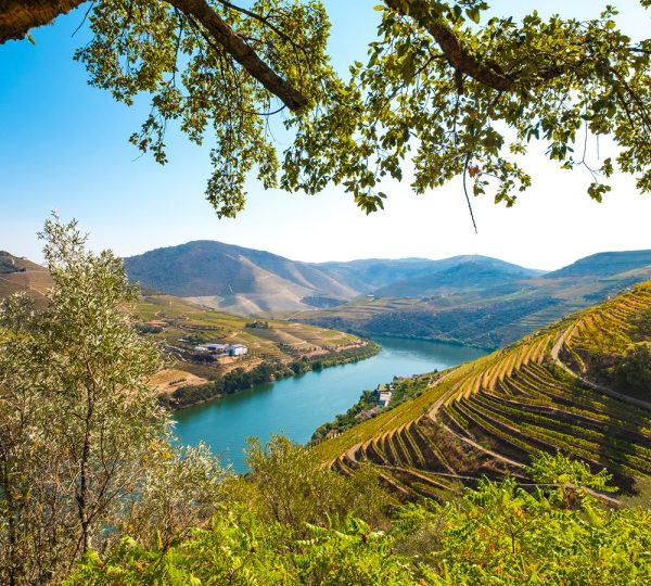 Terraced vineyards along a winding river in a valley, with leafy branches framing the scene.