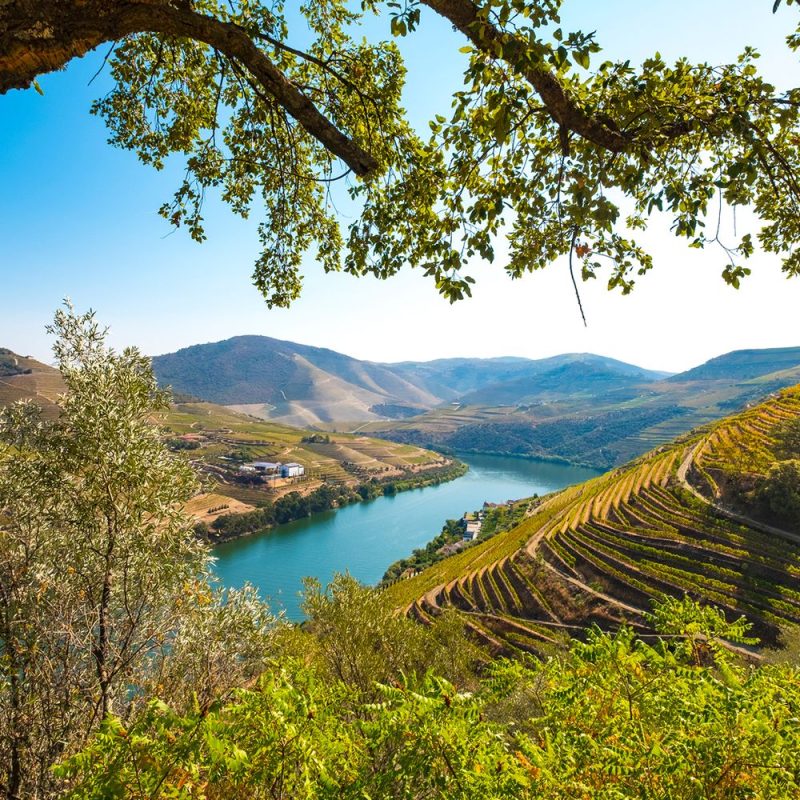 Terraced vineyards along a winding river in a valley, with leafy branches framing the scene.