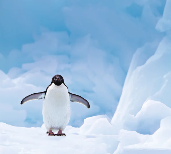 Adélie Penguin Antarctic Peninsula